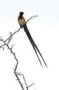 Whydah Indigo Bird