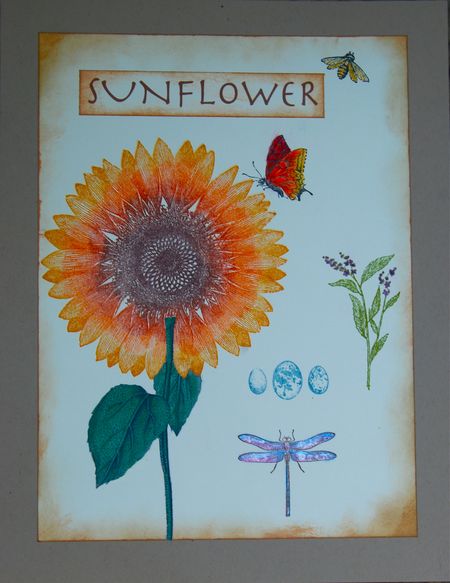 Sunflower Botanical