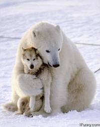 Polar Bear Playing with dog