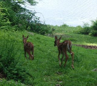 Baby Fawns 7
