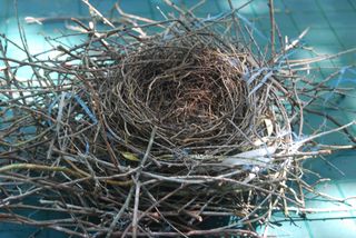 Bird's Nest found in Driveway